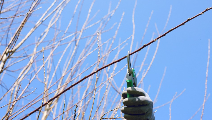 Arbres et arbustes : optez pour la taille hivernale